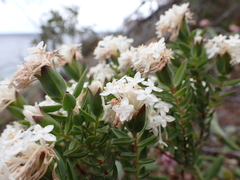 Pimelea glauca