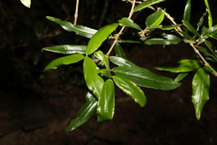 Atractocarpus chartaceus