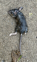 Peromyscus maniculatus