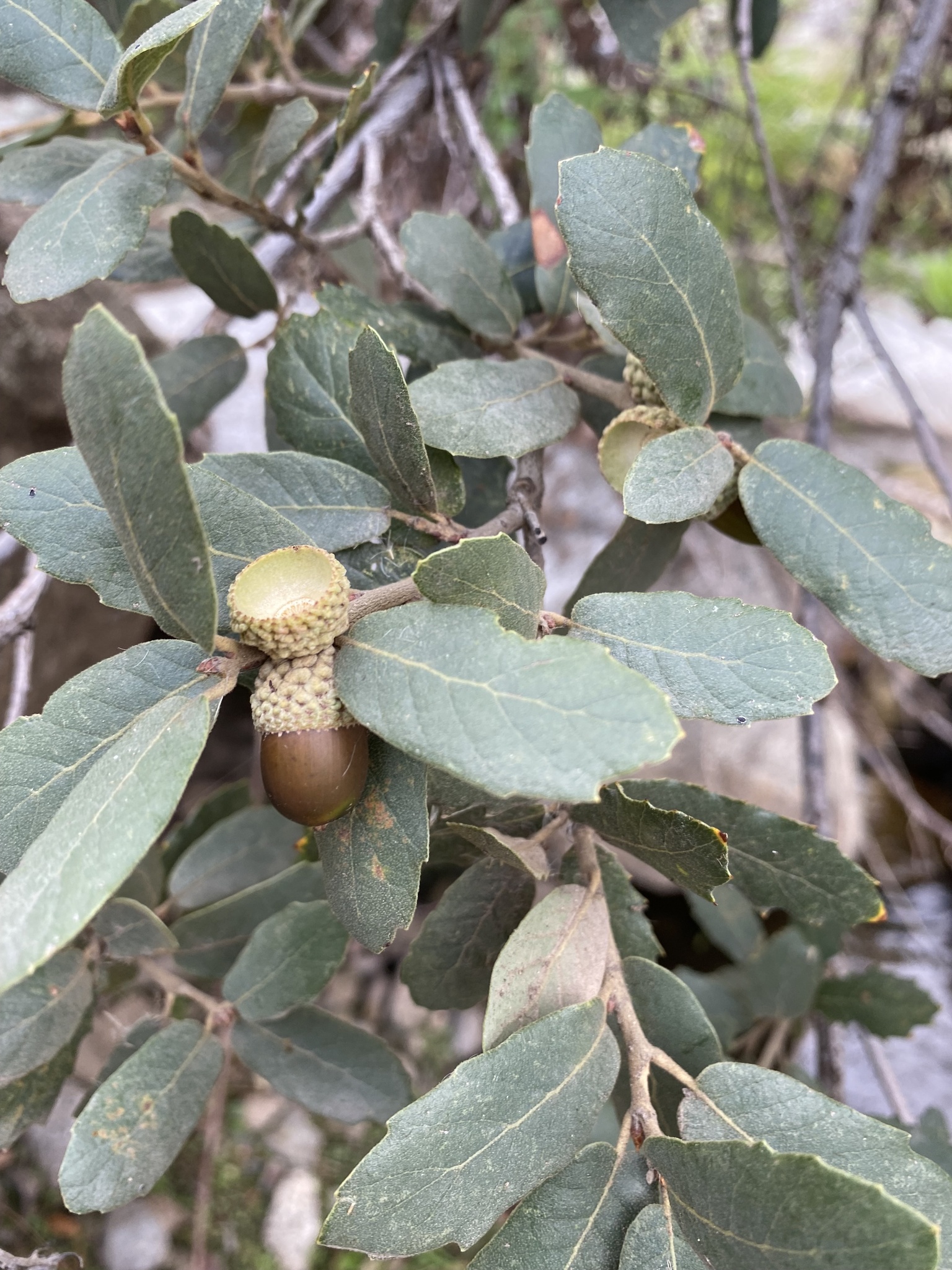 Quercus arizonica