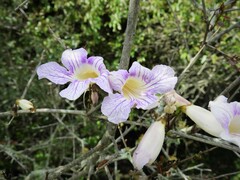 Bignonia callistegioides