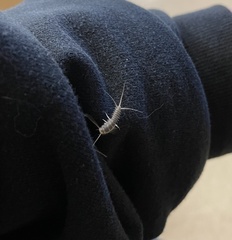 Ctenolepisma longicaudatum