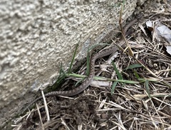 Hypsiglena ochrorhynchus