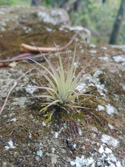 Tillandsia