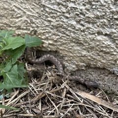 Hypsiglena ochrorhynchus