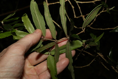 Atractocarpus chartaceus