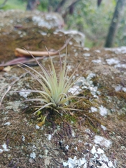 Tillandsia