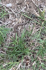 Hypsiglena ochrorhynchus