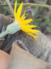 Heterotheca canescens