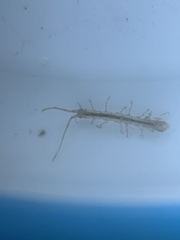 Erichsonella attenuata