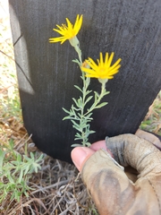 Heterotheca canescens