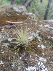 Tillandsia