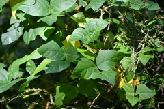 Strophostyles helvola