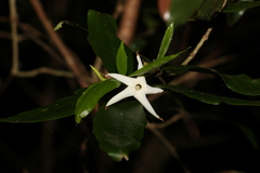 Atractocarpus chartaceus