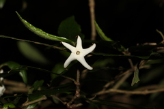 Atractocarpus chartaceus