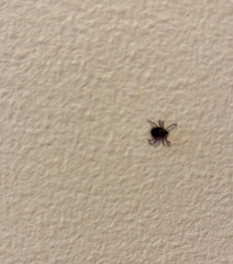 Ixodidae