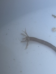 Synaptula hydriformis