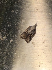 Platynota idaeusalis