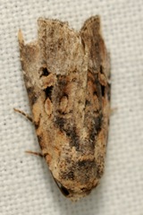 Elaphria chalcedonia