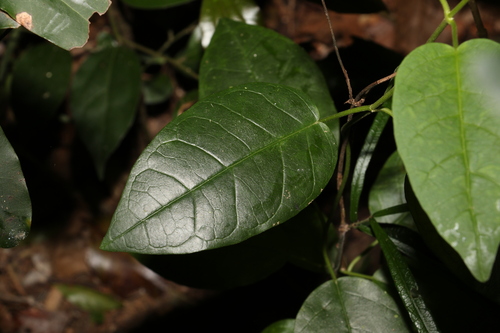 Image of Vincetoxicum polyanthum by (c) Greg Tasney, some rights reserved (CC BY-SA)
