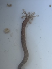 Synaptula hydriformis