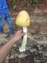Amanita
