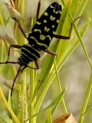 Placosternus difficilis