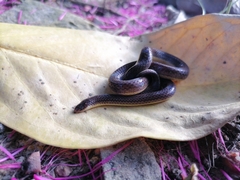 Atractus trilineatus