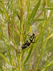 Placosternus difficilis