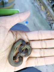 Atractus trilineatus