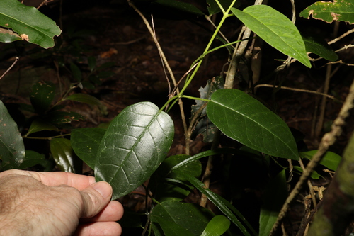 Image of Vincetoxicum polyanthum by (c) Greg Tasney, some rights reserved (CC BY-SA)