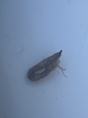 Synaptula hydriformis