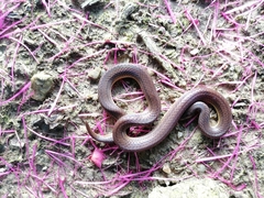 Atractus trilineatus
