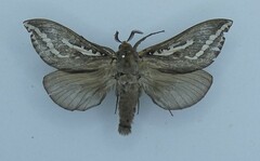 Abantiades atripalpis