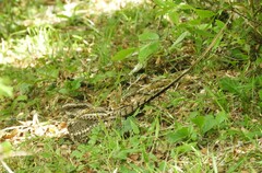 Hydropsalis torquata
