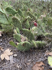 Opuntia