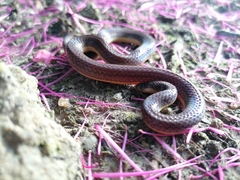 Atractus trilineatus