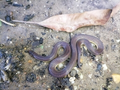 Atractus trilineatus