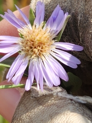 Symphyotrichum pratense