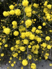 Acacia brownii