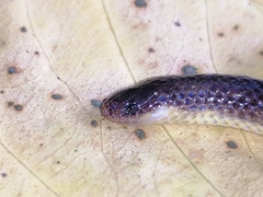 Atractus trilineatus