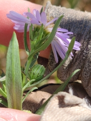 Symphyotrichum pratense