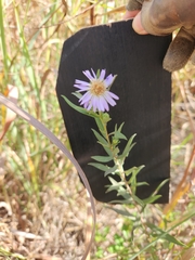 Symphyotrichum pratense