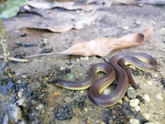 Atractus trilineatus