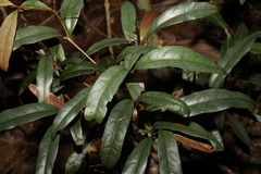 Beilschmiedia elliptica