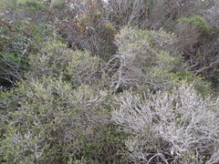 Melaleuca lanceolata