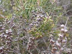 Melaleuca lanceolata