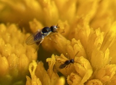 Mythicomyiidae