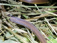 Atractus trilineatus