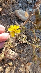 Deinandra corymbosa